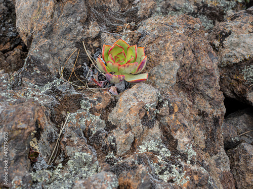 Aeonium photo