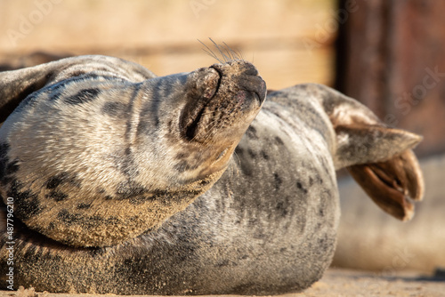 Sleeping grey seal pup. Horsey Gap beach in north Norfolk. January 2022