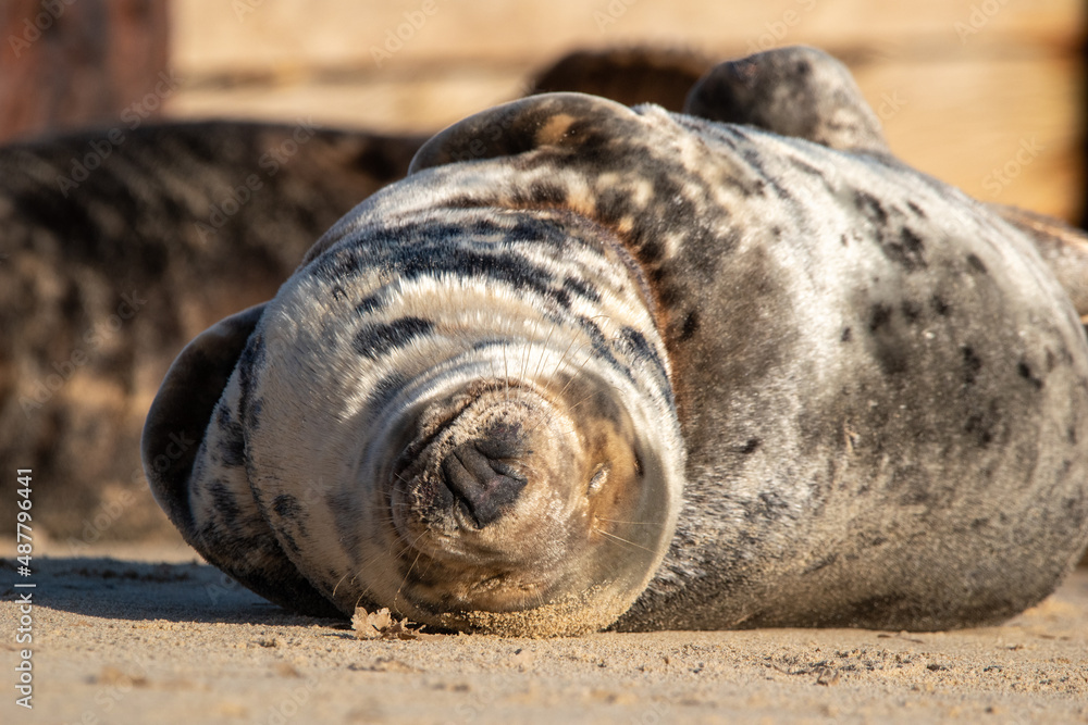 Sleeping grey seal pup. Horsey Gap beach in north Norfolk. January 2022