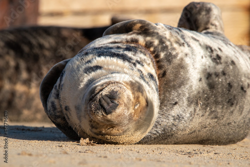 Sleeping grey seal pup. Horsey Gap beach in north Norfolk. January 2022
