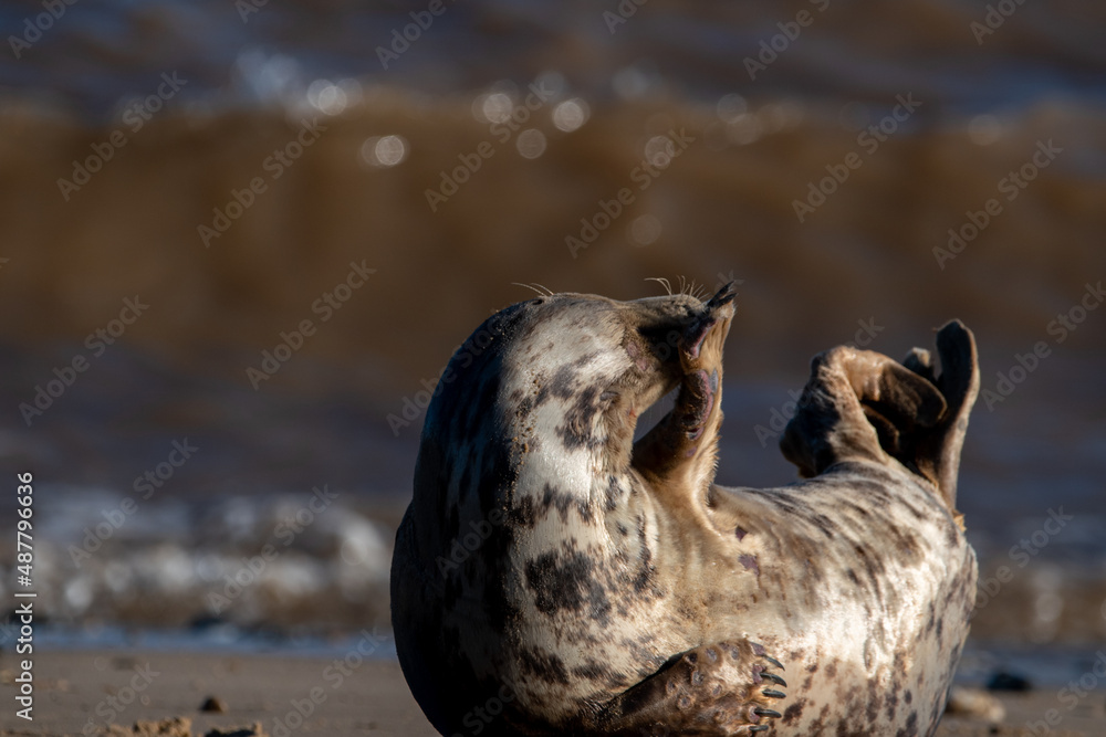 Grey seal with comical pose. On the beach at Horsey Gap in north Norfolk, UK. January 2022 Grey seal with comical pose. On the beach at Horsey Gap in north Norfolk, UK. January 2022