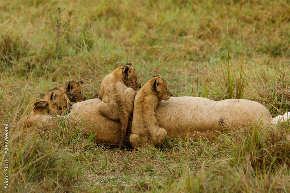Obraz premium lions cubs playing on the savannah
