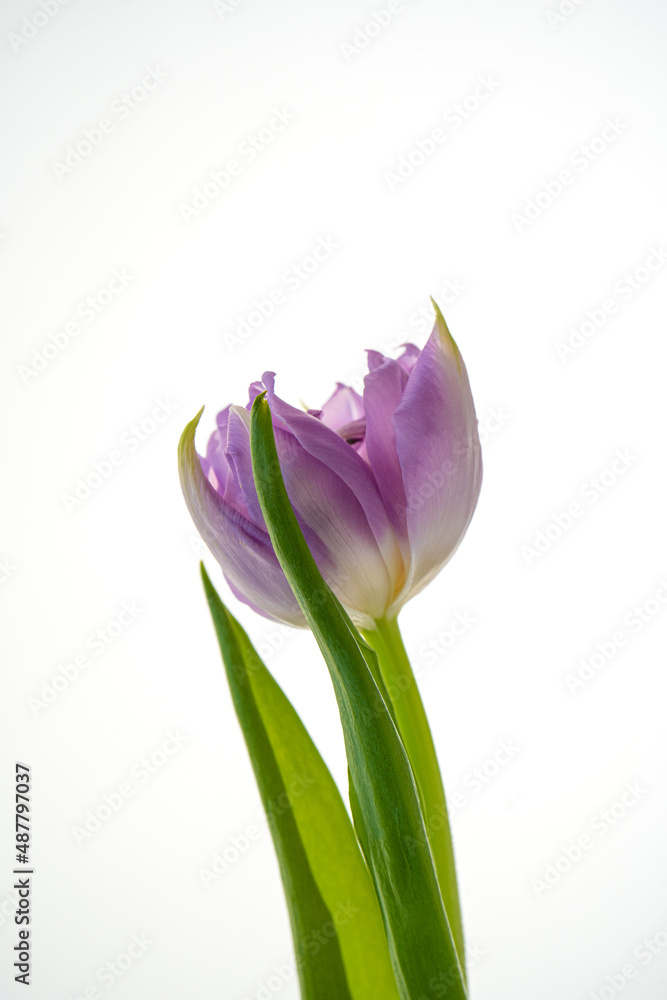 Beautiful tulip flower on a white background. Beautiful tulip flower on a white background.