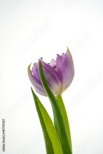 Beautiful tulip flower on a white background.