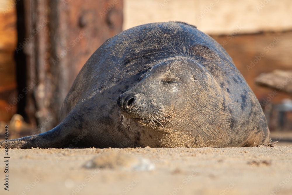 Fototapeta premium Young grey seal pup laying on the beach at Horsey Gap, north Norfolk, UK