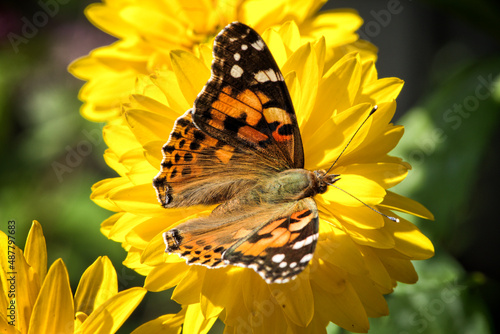 butterfly on flower