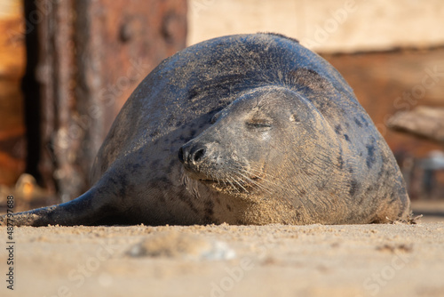 Young grey seal pup laying on the beach at Horsey Gap, north Norfolk, UK
