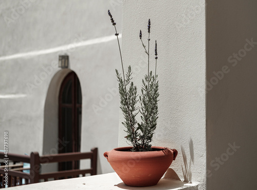 Fototapeta Naklejka Na Ścianę i Meble -  Lavander terra cotta pot flower minimalist Greek or mediterranean style outdoor decoration