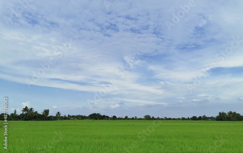 A vast green field in the background with trees and a blue sky with white clouds.