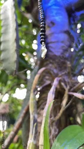 A beautiful slow motion footage with black and white pearl beads and silver rings on a tropical tree with pink prchid flower. Conceptual 925 silver jewellery on a fairy tree photo