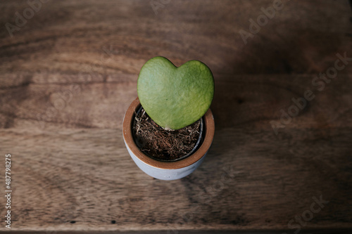 Top view Hoya Kerrii leaf in pot with wooden background. Heart shaped plant . photo