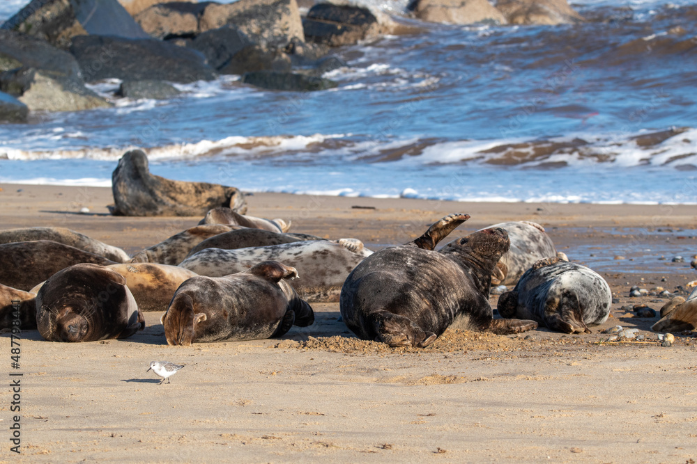 Fototapeta premium Colony of grey seals at Horsey Gap in north Norfolk, UK. January 2022