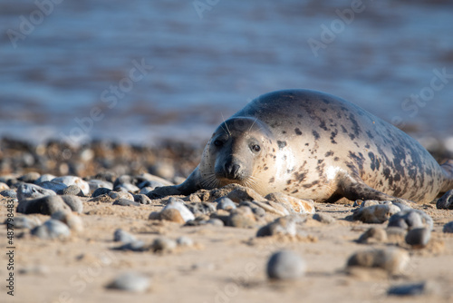 Young grey seal pup, against a backdrop of the sea, at Horsey Gap beach in north Norfolk, UK