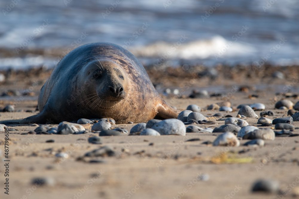 Fototapeta premium Young grey seal pup, against a backdrop of the sea, at Horsey Gap beach in north Norfolk, UK