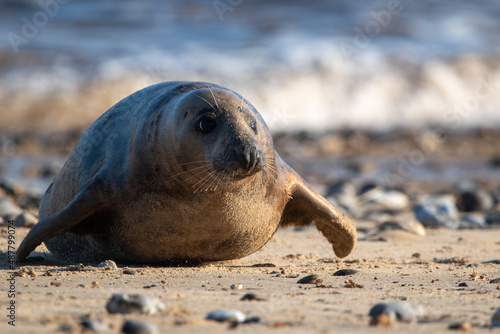 Young grey seal pup, against a backdrop of the sea, at Horsey Gap beach in north Norfolk, UK