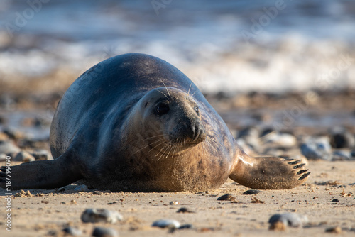 Young grey seal pup, against a backdrop of the sea, at Horsey Gap beach in north Norfolk, UK