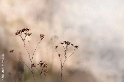 Naturalne tło. Suche kwiaty wrotyczu na rozświetlonej w nieostrości łące. © Janusz