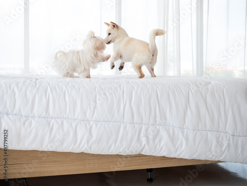 Adorable fluffy puppies between Shiba Inu Japanese dog and maltese enjoy playing together on white blanket in bedroom at home