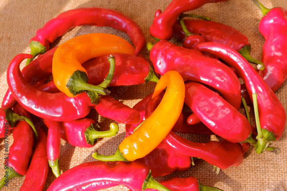 Fresh hot chili pepper pods. Pile of pods on coarse burlap. Pepper pods of bright red and bright yellow colors. Background texture of seasonings