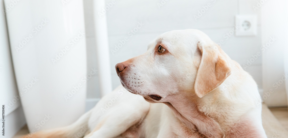 Yellow labrador retriever dog indoors Yellow labrador retriever dog indoors
