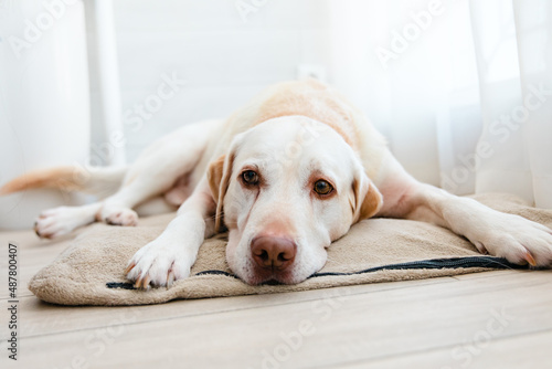 Sad dog at home. Labrador retriever dog lying down