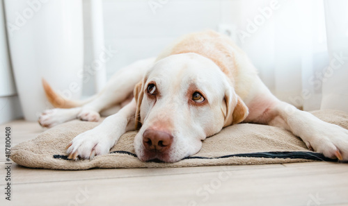 Sad dog at home. Labrador retriever dog lying down