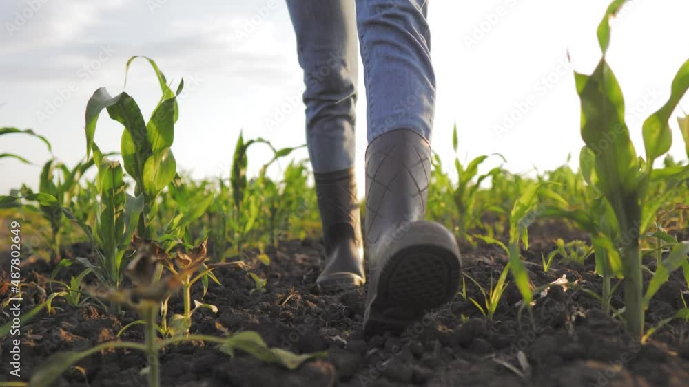 Close up rubber boots. Farmer in rubber boots going in the field of cultivated corn maize crops. Man in rubber boots go in cornfield with light of sunset. Agricultural and organic products concept. Close up rubber boots. Farmer in rubber boots going in the field of cultivated corn maize crops. Man in rubber boots go in cornfield with light of sunset. Agricultural and organic products concept.