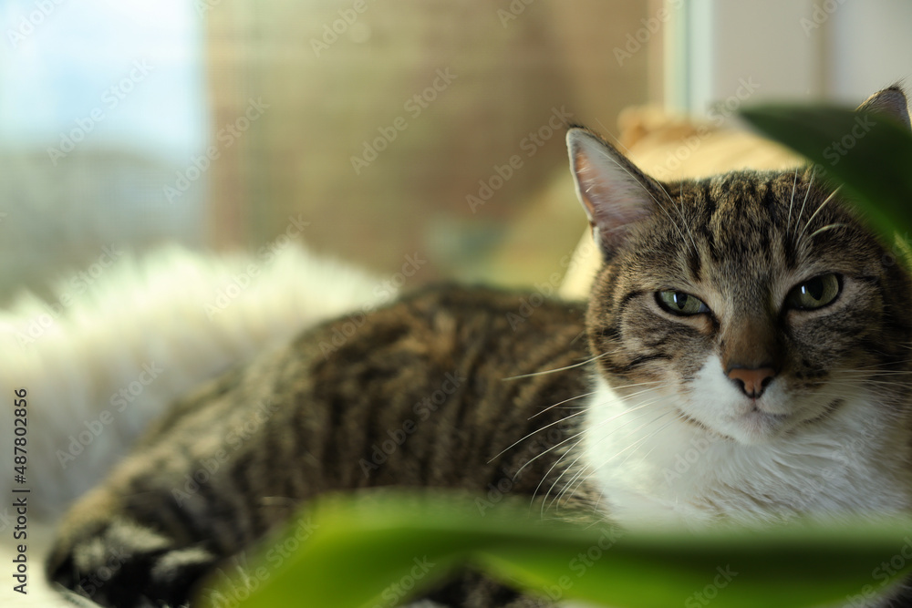 Cute cat on window sill at home, space for text