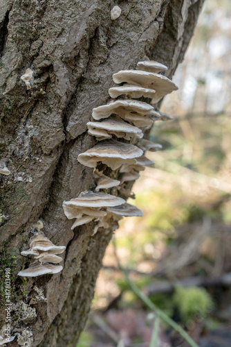 many-colored polypore on the tree trunk 