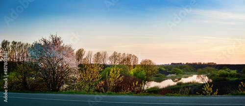flowering fruit tree in the spring sunset time near road and river