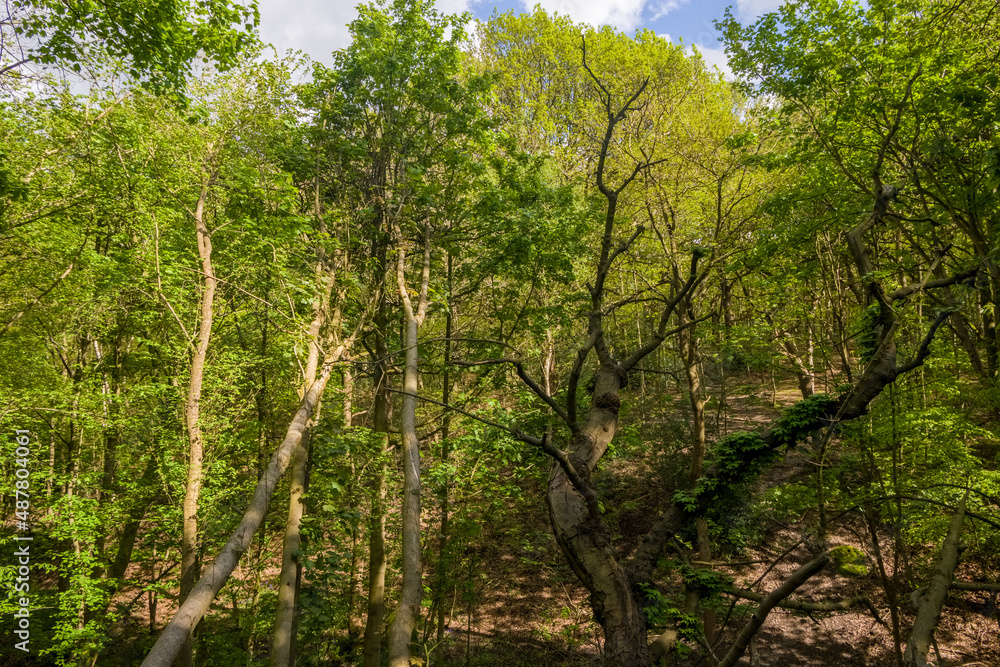 trees in the forest