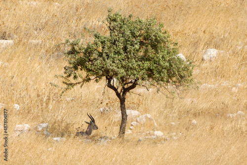 Springbock, etosha nationalpark, namibia, (antidotcas marsupialis) . High quality photo photo