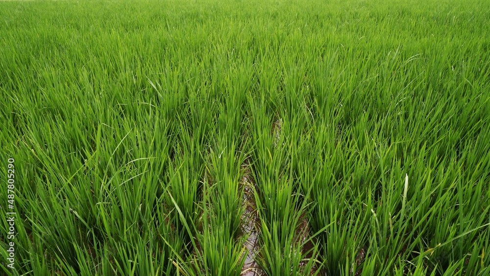 Beautiful Terraced Green Rice Field in Metro, Lampung, Indonesia. Wonderful Indonesia Beautiful Terraced Green Rice Field in Metro, Lampung, Indonesia. Wonderful Indonesia