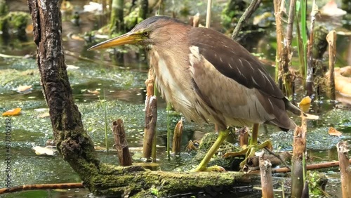 Little bittern bird in the reeds in the swamp.