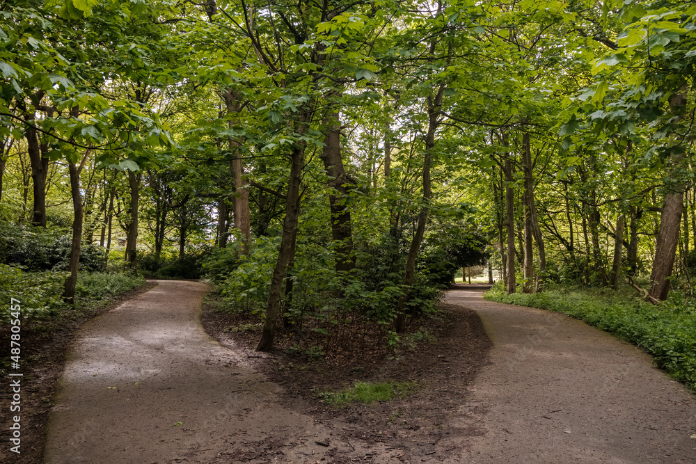 Obraz premium middleton park Forrest walk in spring