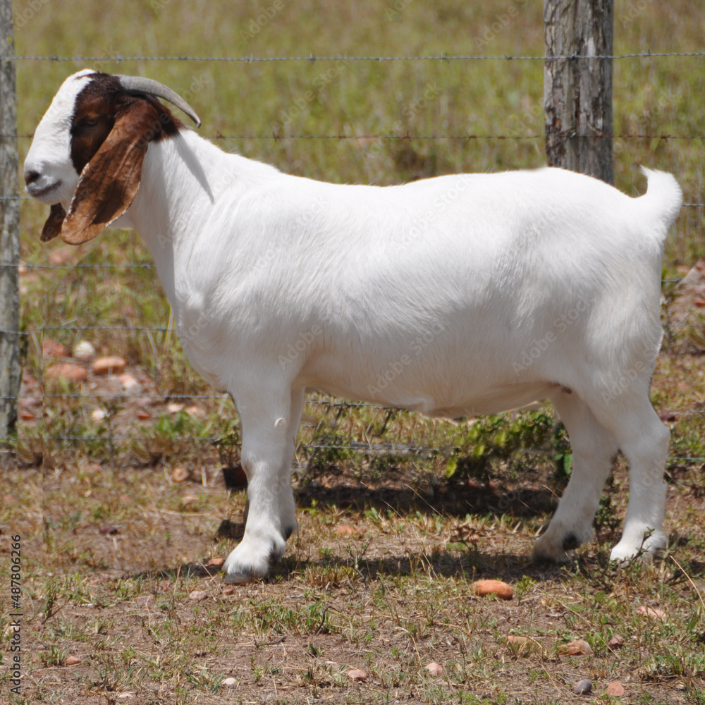 Beautiful female Boer Goats on the farm.