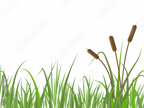 Nature background with reeds and grass. River landscape with plants. Flat vector illustration. 