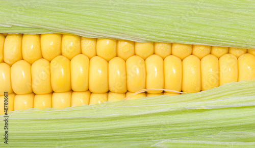 Fresh Yellow Corn on the Cob with Green Leaves - Macro Texture Background