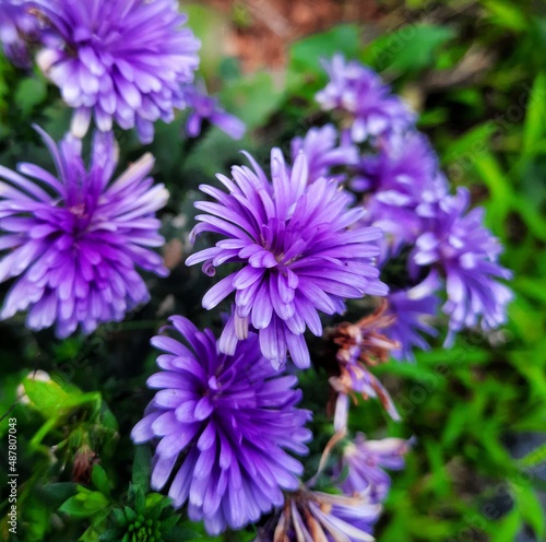 lovely purple flowers in the park. purple color background