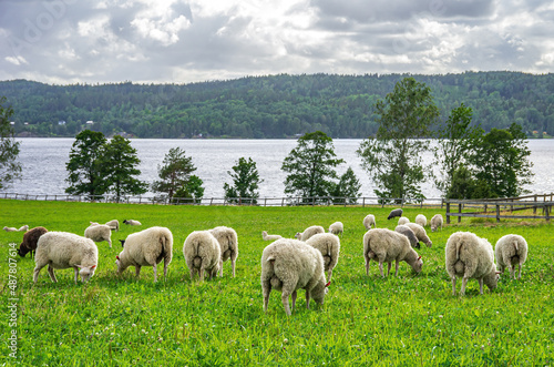 Grazing Flock Of Sheep