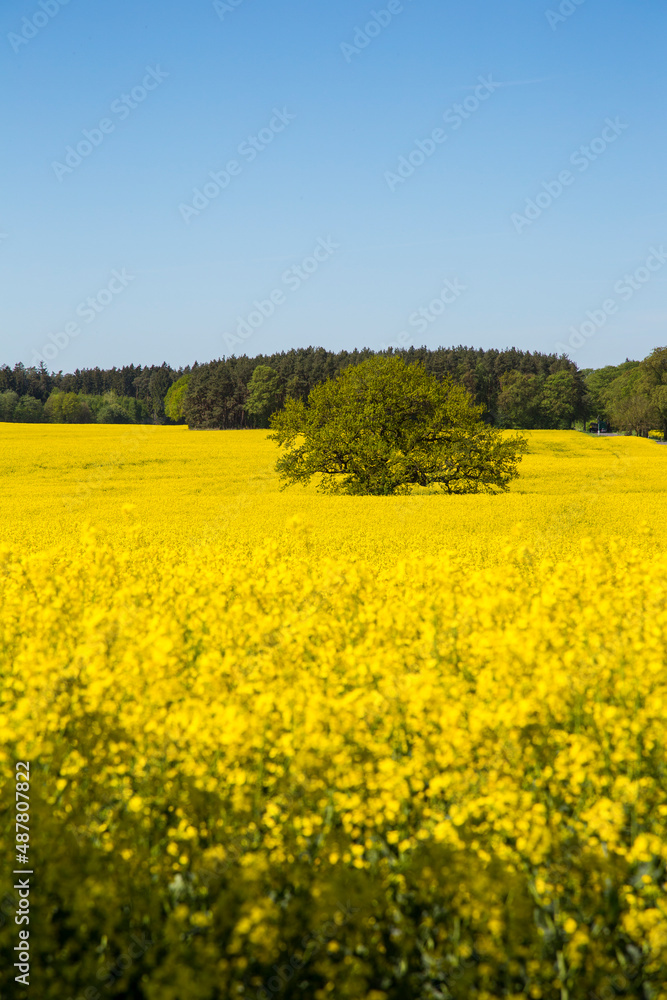 Yellow Flowering Rape Fields In Germany Yellow Flowering Rape Fields In Germany