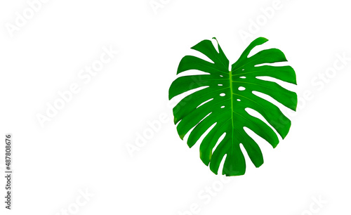 Monster Leaf or Swiss Cheese leaf Tropical Jungle Leaf, isolated on white background. 