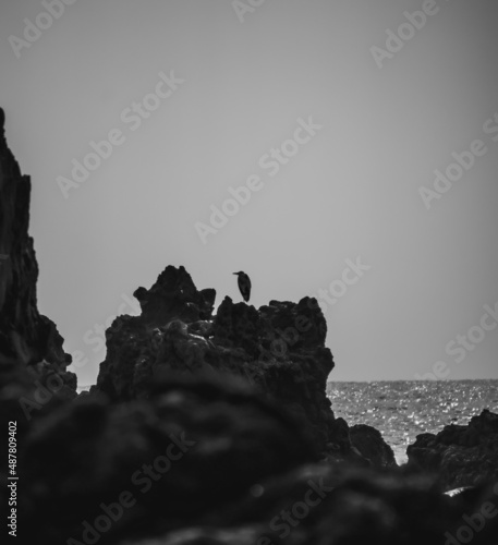 silhouette of a person