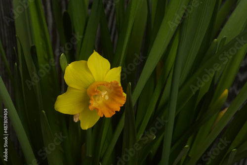 Yellow narcissus. Yellow daffodils in a pot. Close-up.