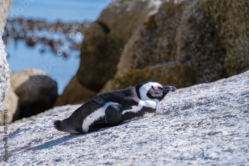 Boulders Beach in Simons Town, Cape Town, South Africa. Beautiful penguins. Colony of African penguins on a rocky beach in South Africa. 