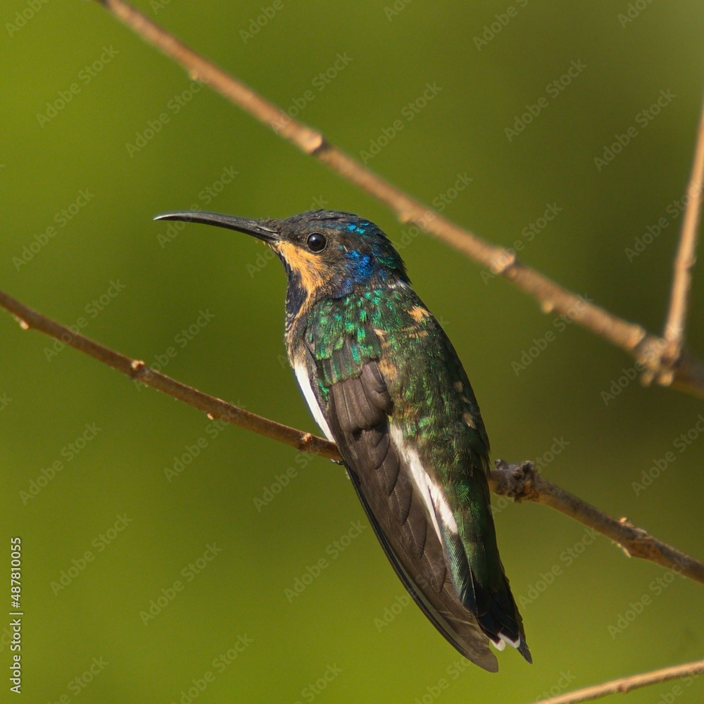 Fototapeta premium Colibrí de Minca