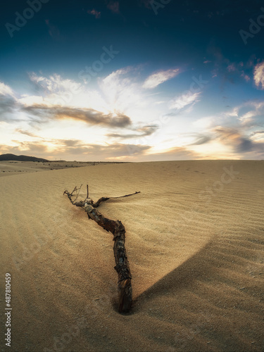Tree branch laying in the desert under dramatic sky
