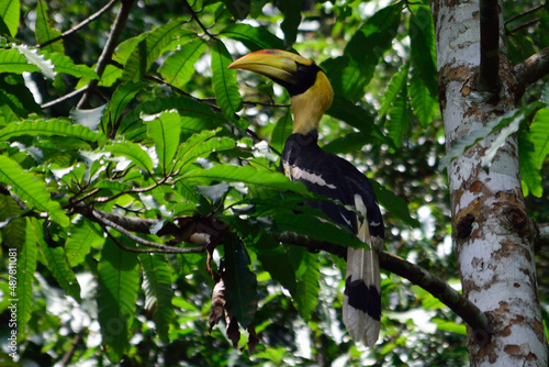 Juvenille of Great hornbill on canopy tree in the jungle.