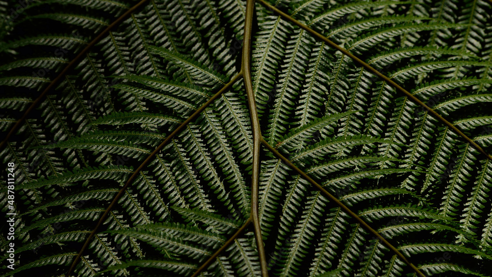 texture of fern leaf,living fossil plant  in the nature.