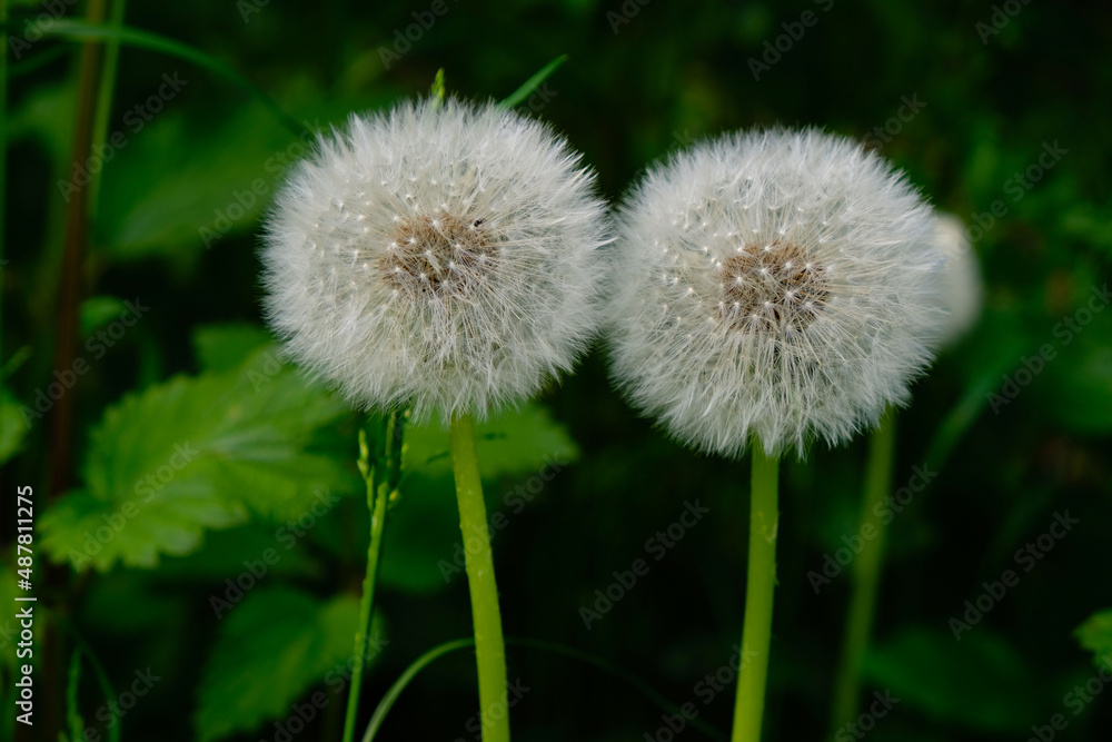 Two dandelion heads on a dark green background. Two dandelion heads on a dark green background.
